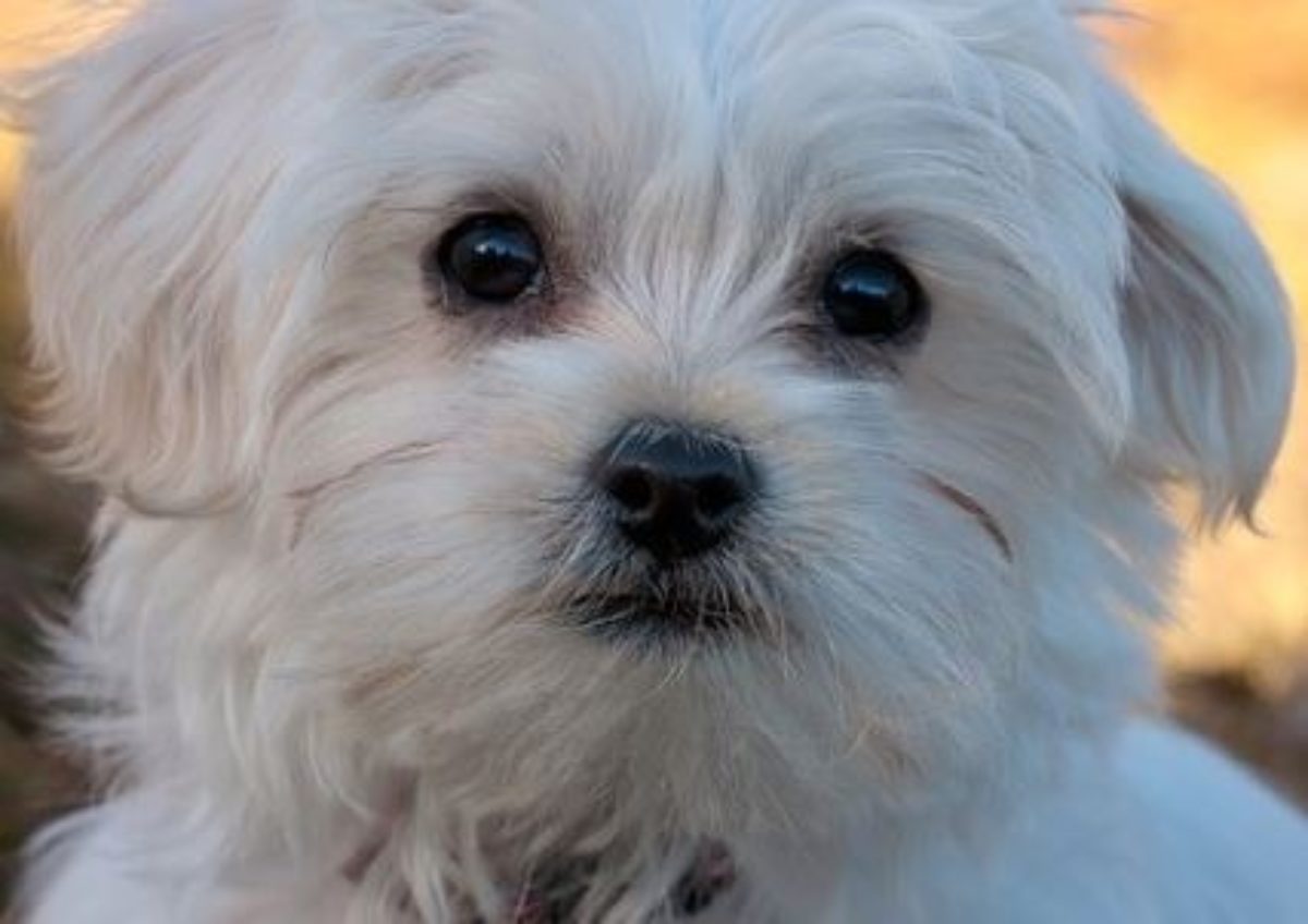 do maltese dogs like to swim