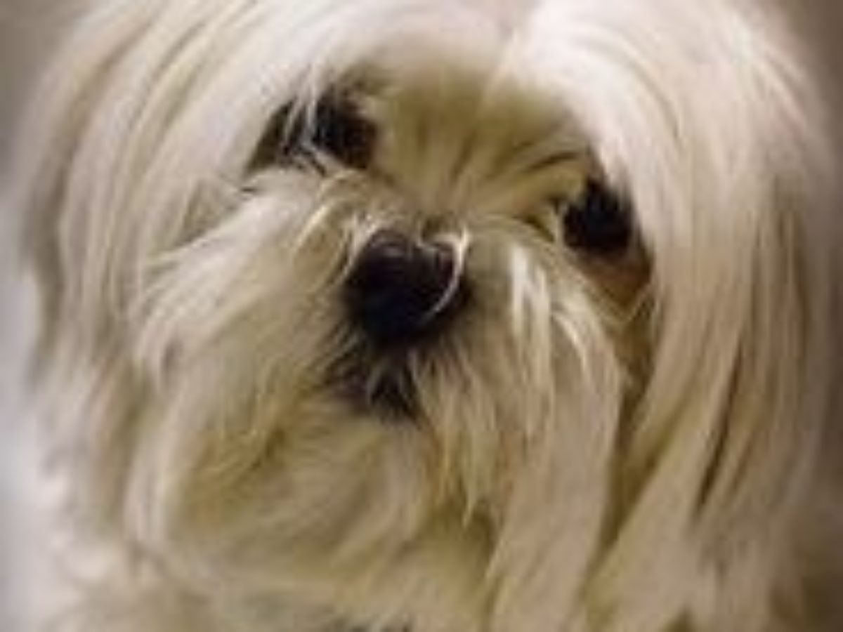 maltese dog tear stains