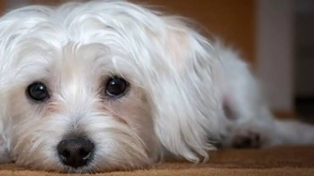 Why is My Maltese Coughing? Maltese 