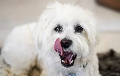 Maltese dog teeth and dental care