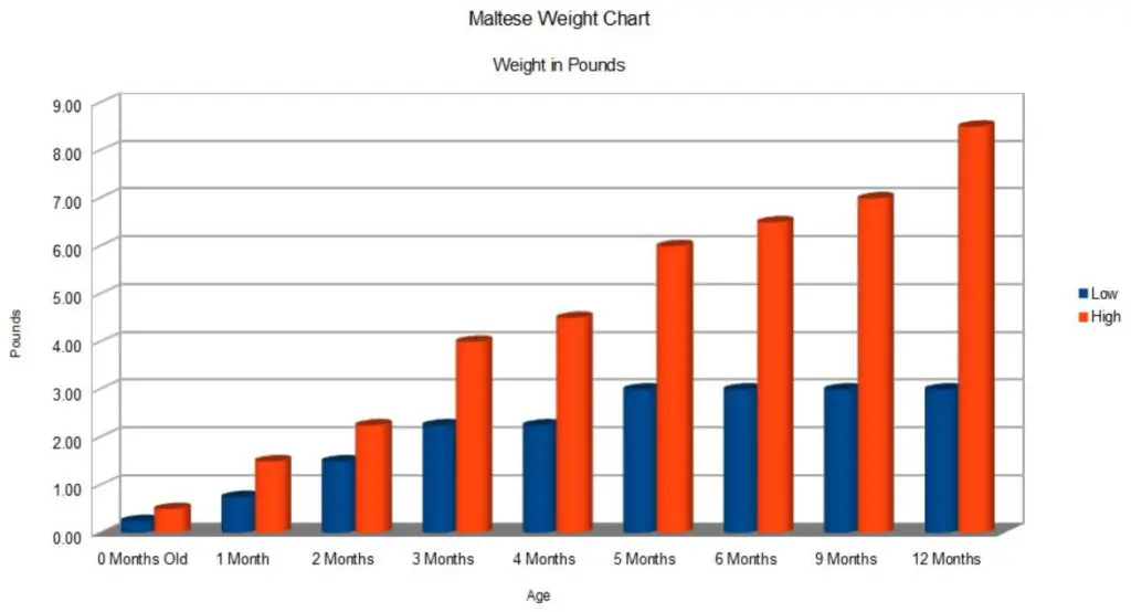 Detailed Chart on Maltese Growth Birth till Adult
