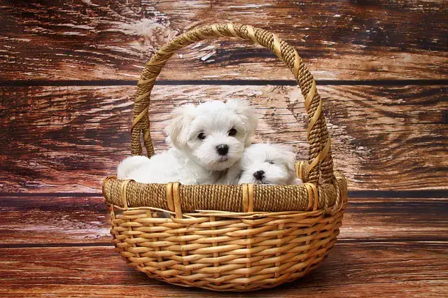 are maltese good family dogs