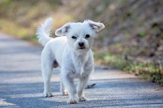 what causes white dog shaker syndrome