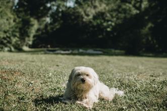 how do you treat white dog shaker syndrome