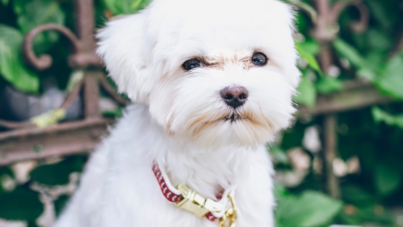 can-maltese-puppies-drink-milk-one-milk-type-is-deadly