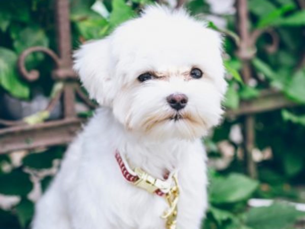 are maltese puppies hypoallergenic