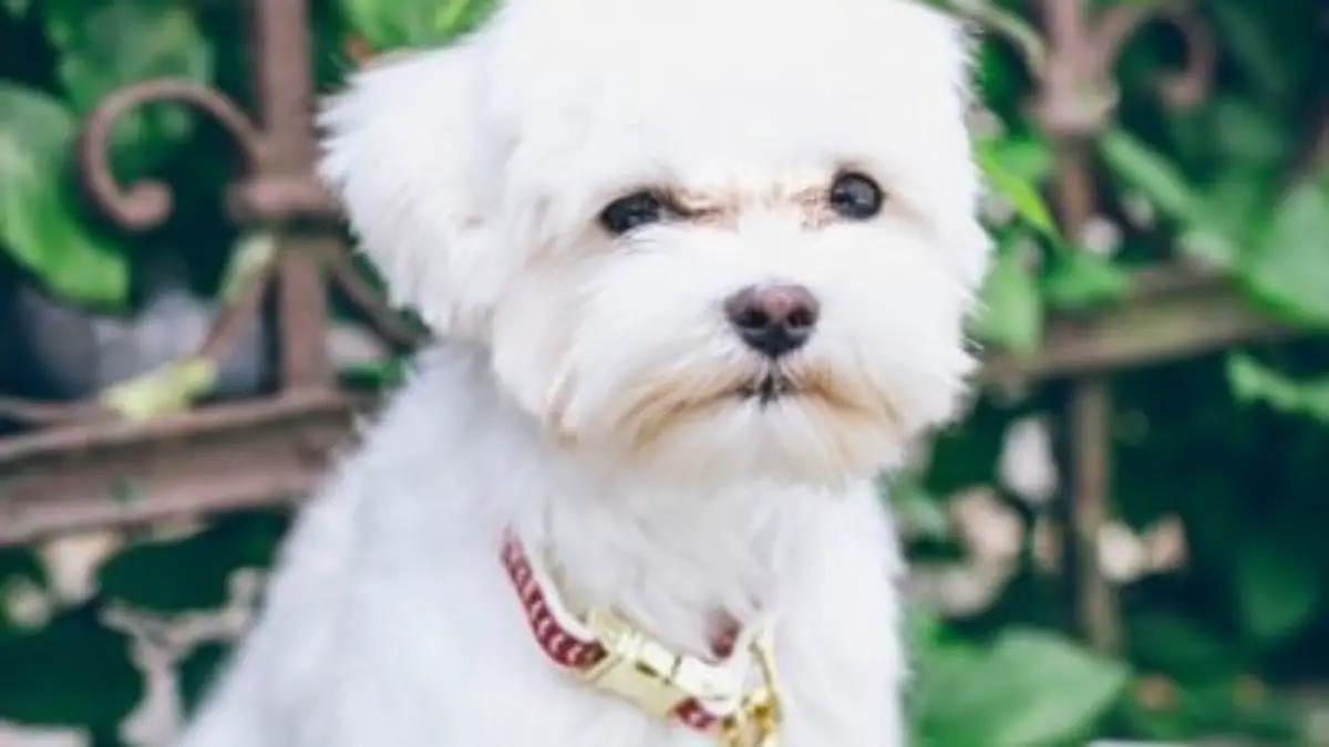 Can a Purebred Maltese Puppy Have Curly Hair