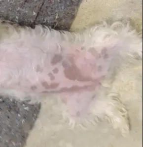 black spots on the skin of a Maltese dog
