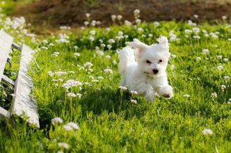 how do i keep my maltese white